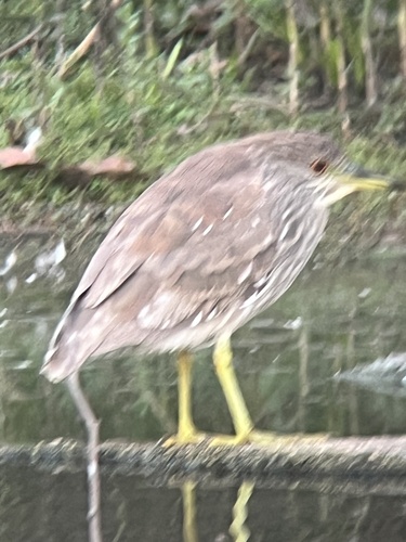 Nycticorax nycticorax observed 2026-10-30