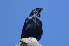 Corvus corax tingitanus