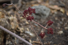 Ampelocissus acapulcensis