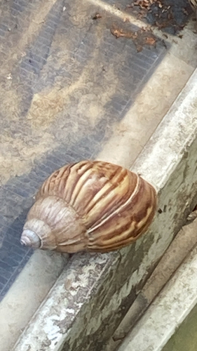 Lissachatina fulica observed 2026-10-31