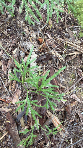 Pseudodiphasium volubile observed 2026-10-31