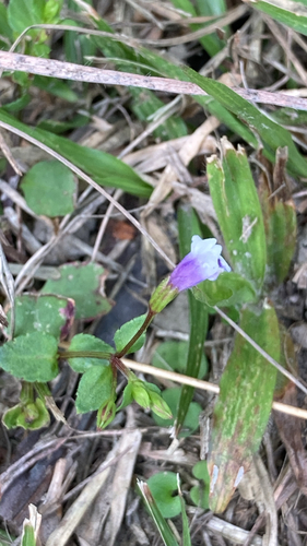 Torenia crustacea observed 2026-10-31