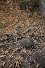 Ampelocissus acapulcensis