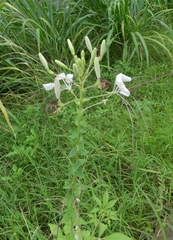 Tarenaya longicarpa