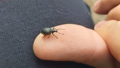 Otiorhynchus tristis