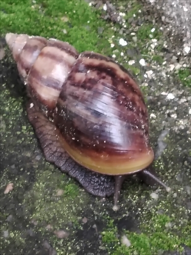 Achatina fulica observed 2026-10-30