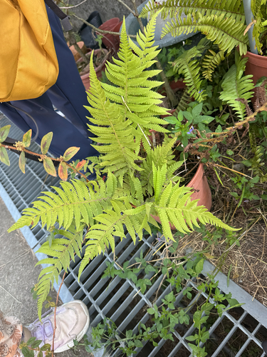 Christella parasitica observed 2026-10-31
