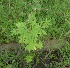 Tarenaya longicarpa
