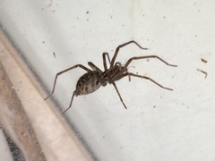 Eratigena