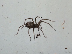 Eratigena