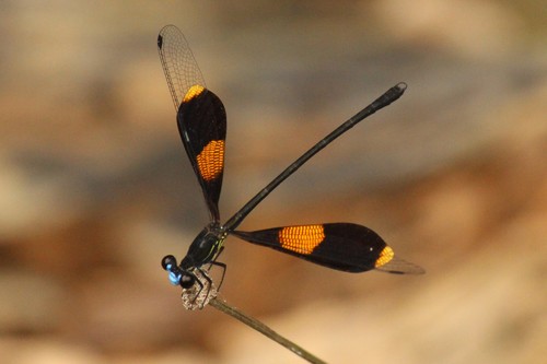 Pseudolestes mirabilis