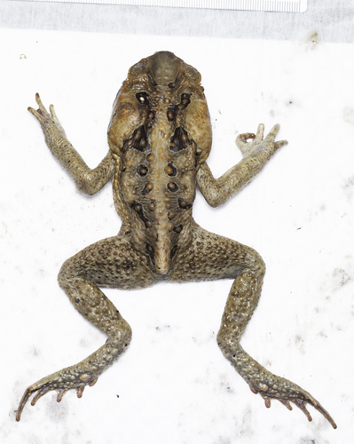 Rhinella marina observed 2026-10-30