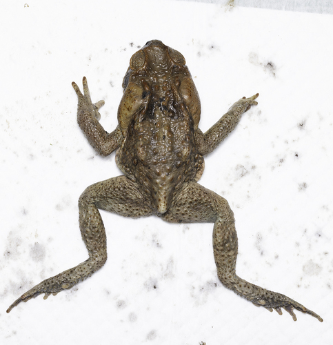 Rhinella marina observed 2026-10-30