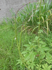 Tarenaya longicarpa