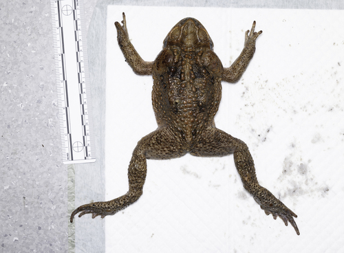 Rhinella marina observed 2026-10-30