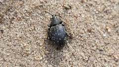 Otiorhynchus tristis