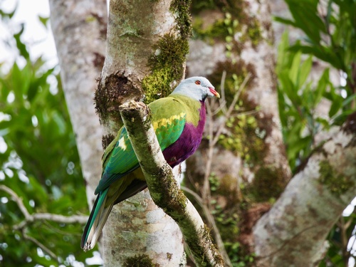 Ptilinopus magnificus observed 2026-10-31