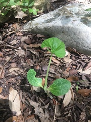 Citrullus lanatus