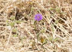 Monardella breweri lanceolata