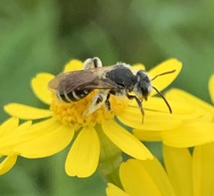 Andrena nasonii