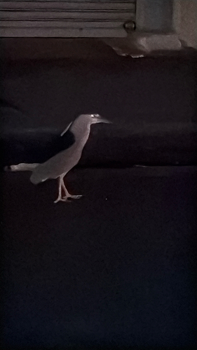 Nycticorax nycticorax observed 2026-10-30