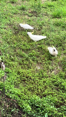 Cacatua galerita observed 2026-10-31