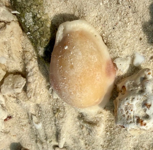 Cypraea erosa observed 2026-10-31