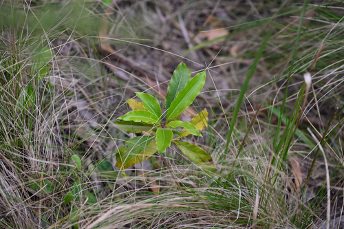 Pittosporum observed 2026-10-31