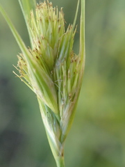 Carex sychnocephala