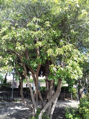 Rhododendron ponticum