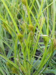 Carex sychnocephala