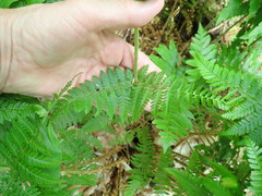 Dryopteris campyloptera