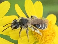 Andrena nasonii
