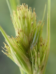 Carex sychnocephala