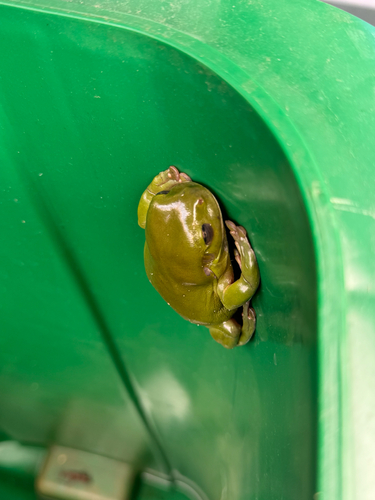 Litoria observed 2026-10-31