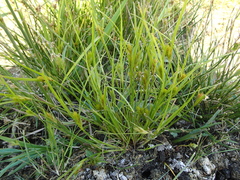 Carex sychnocephala