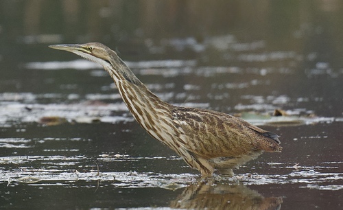 Aves observed 2026-10-30