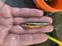 Chrosomus erythrogaster