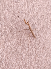 Bistanta mexicana