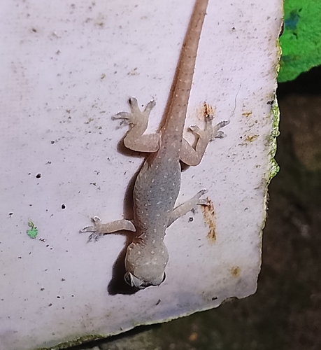 Hemidactylus frenatus observed 2026-10-30