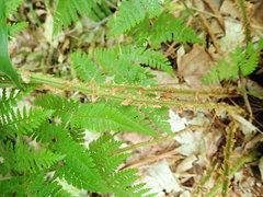 Dryopteris campyloptera