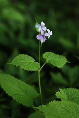 Lunaria rediviva