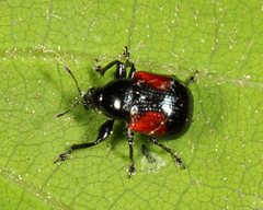 Synolabus bipustulatus