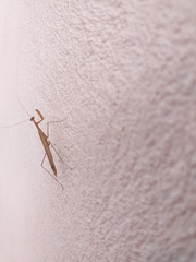 Bistanta mexicana