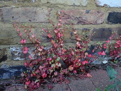 Geranium lucidum