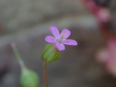 Geranium lucidum