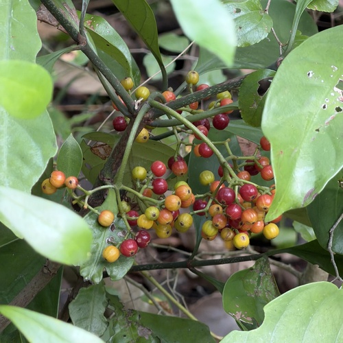 Psychotria observed 2026-10-31
