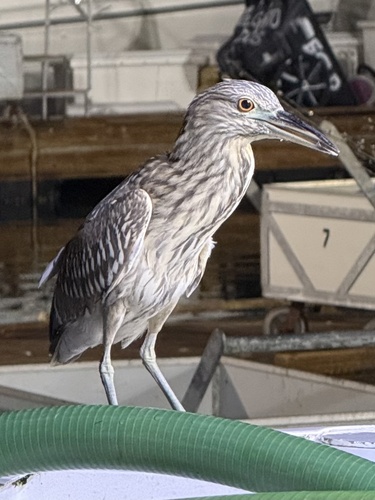 Nycticorax nycticorax observed 2026-10-30