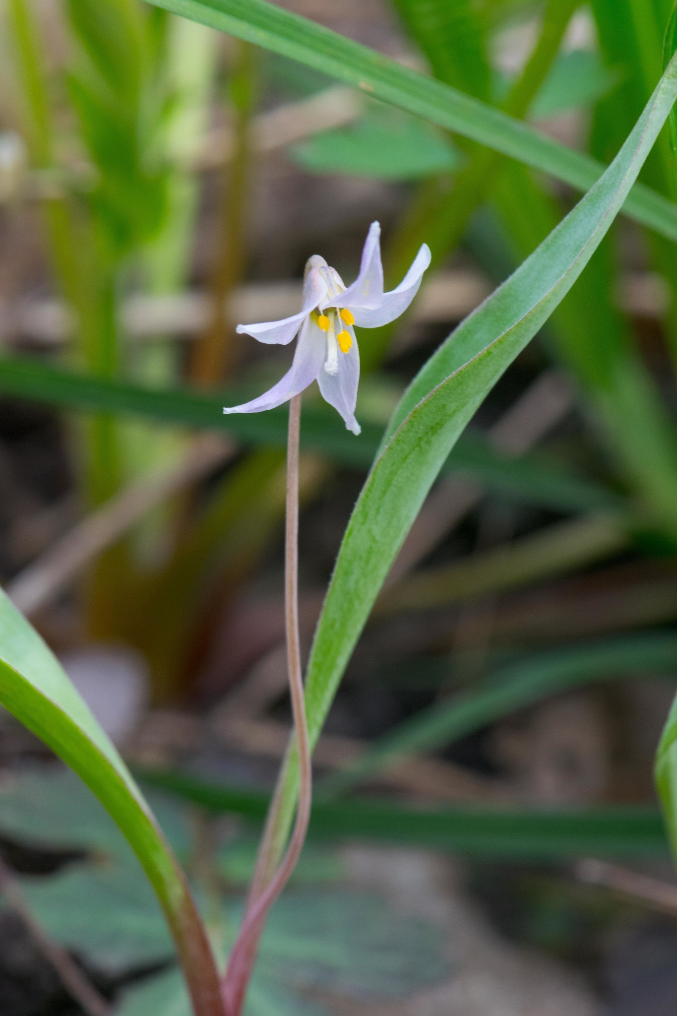 Erythronium propullans