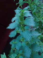 Urtica urens